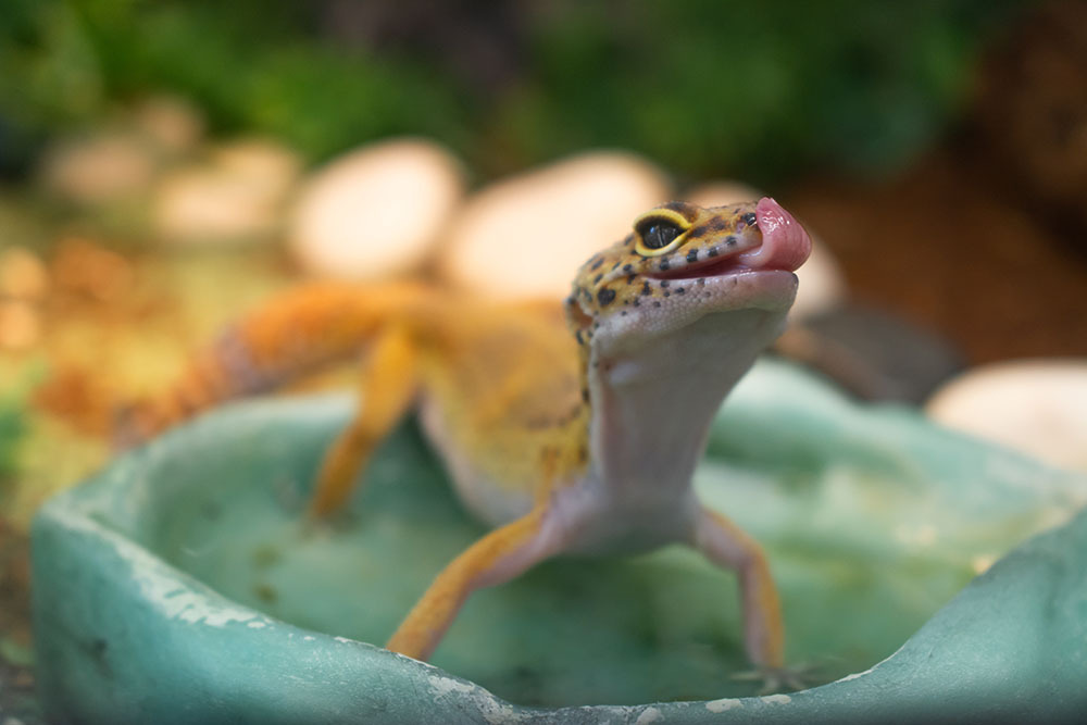Leopard Gecko smiles at the camera after eating its dinner in a vivarium