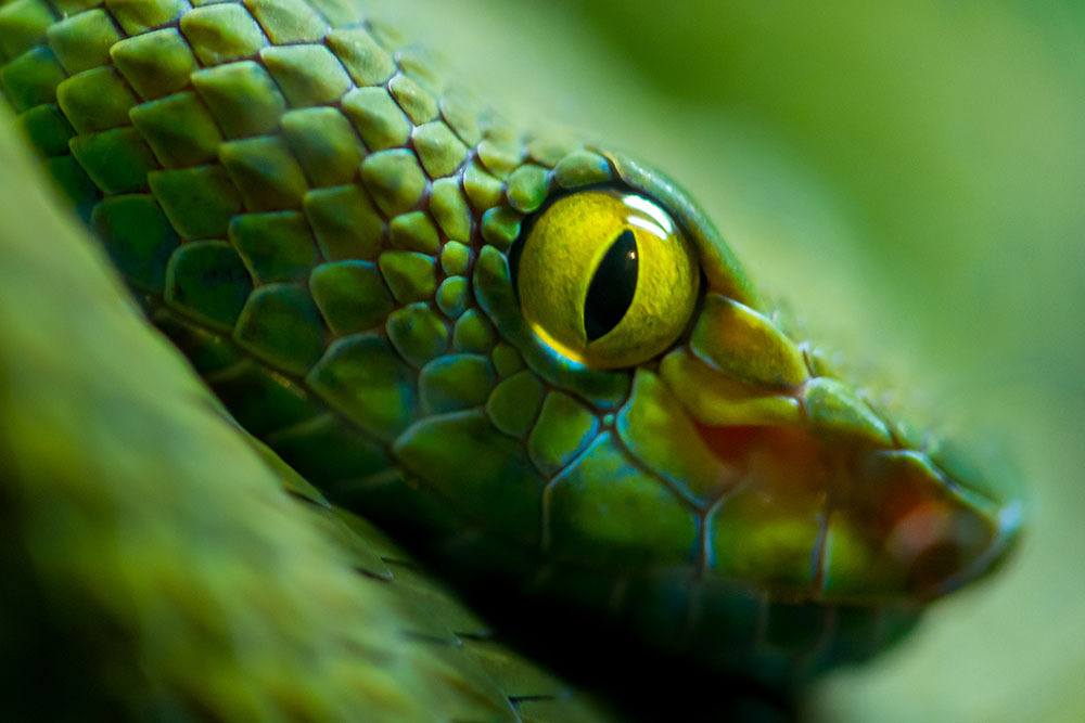 A pet snake in a vivarium