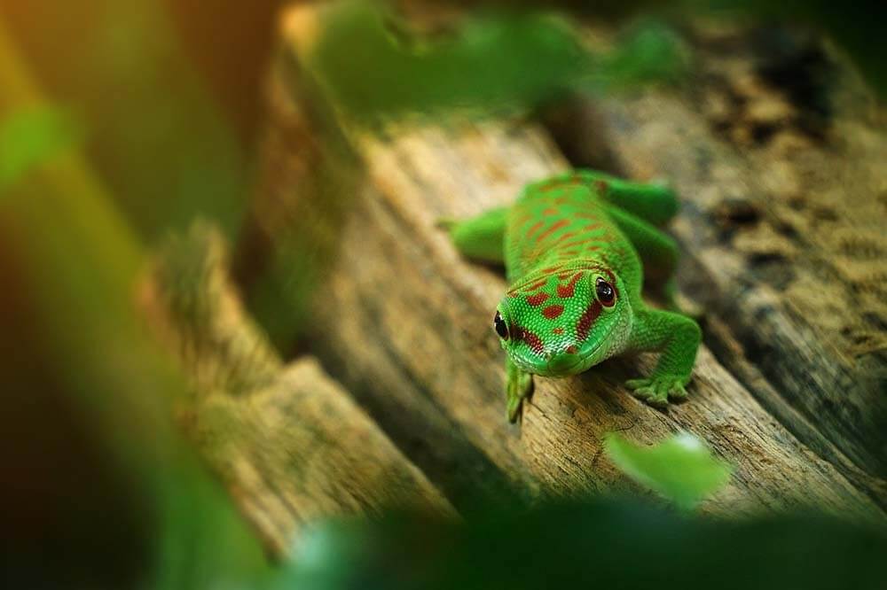 A Giant Day Gecko looks at the camera while climbing on a branch in a vivarium