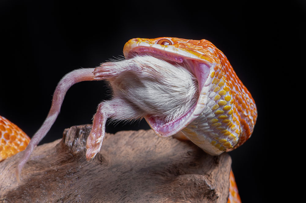 A corn snake eating a small mouse