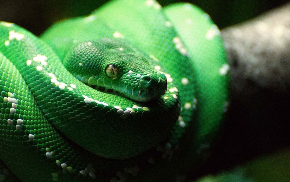 A snake basking under a heat lamp