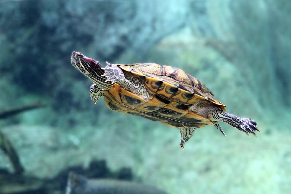 A turtle swimming a large specialist turtle tank