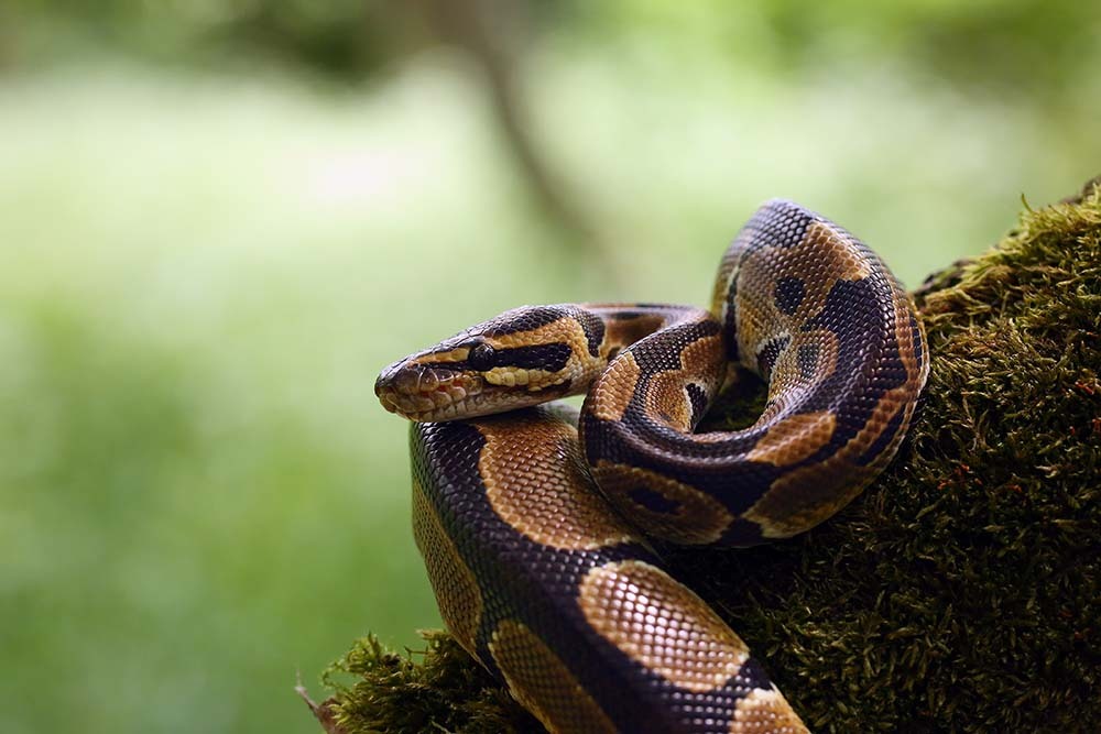 A pet snake python in a vivarium