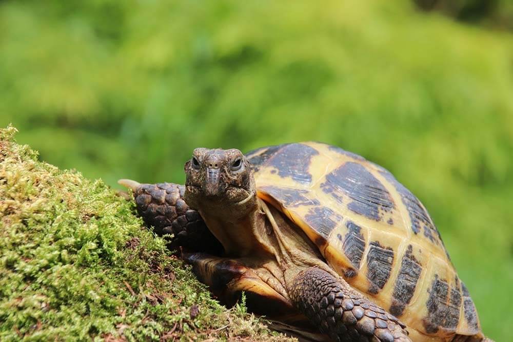 A pet tortoise smiles at the camera on a grassy bank