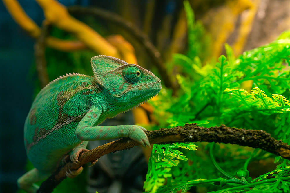 A green chameleon climbs along a narrow branch in a vivarium