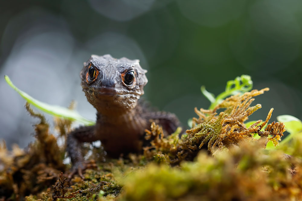 A red eye crocodile skink crawling through a vivarium