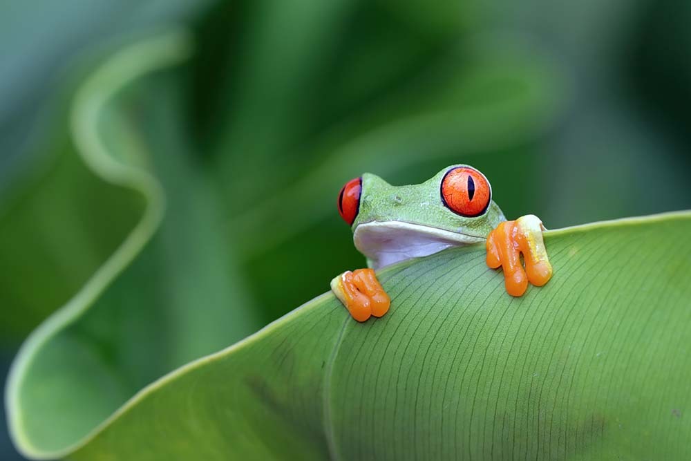 A tree frog peeks out from behind a leaf in a terrarium