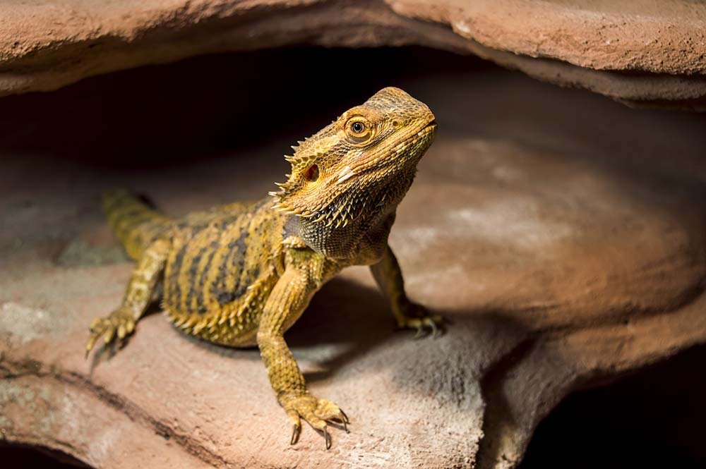A Bearded Dragon waits for its dinner in a vivarium