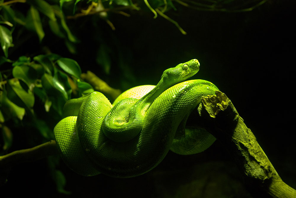 A snake basking under a heat light