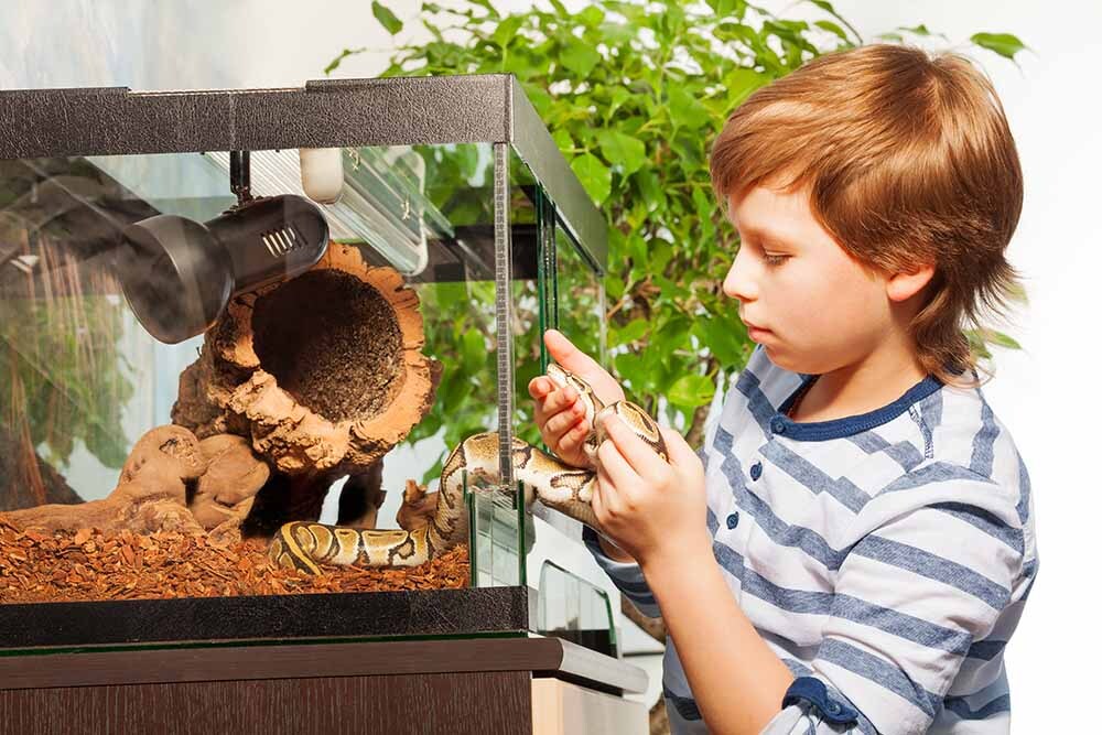 A pet snake in a glass vivarium
