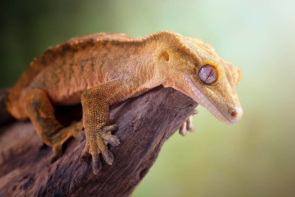 A Crested Gecko keeper handling their pet Crested Gecko