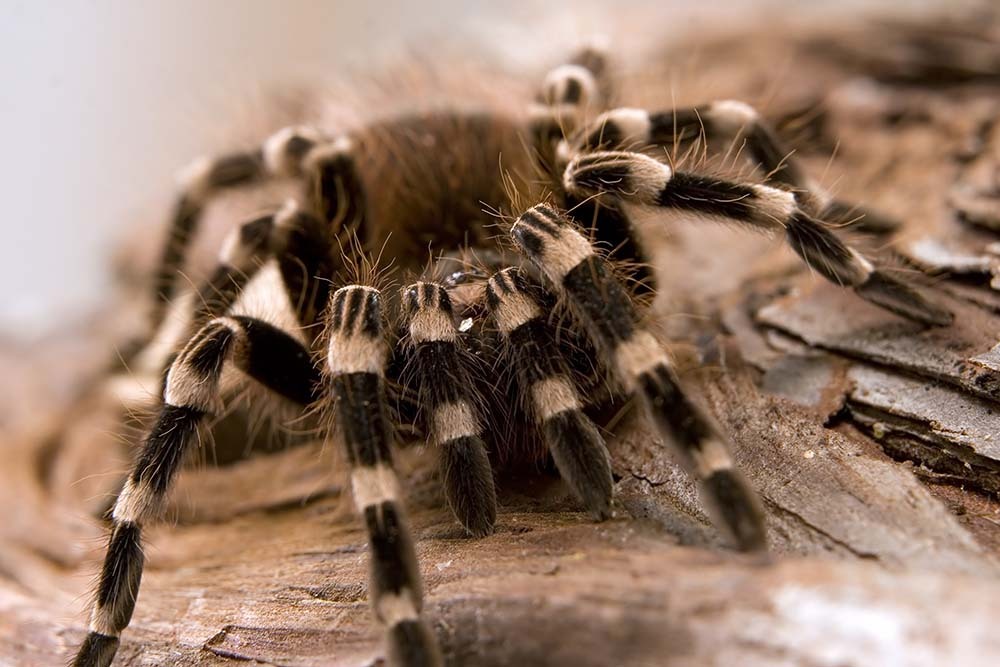 A tarantula in a small terrarium