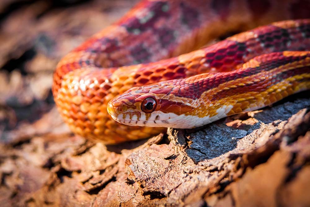 A pet corn snake on a bed of leaf litter