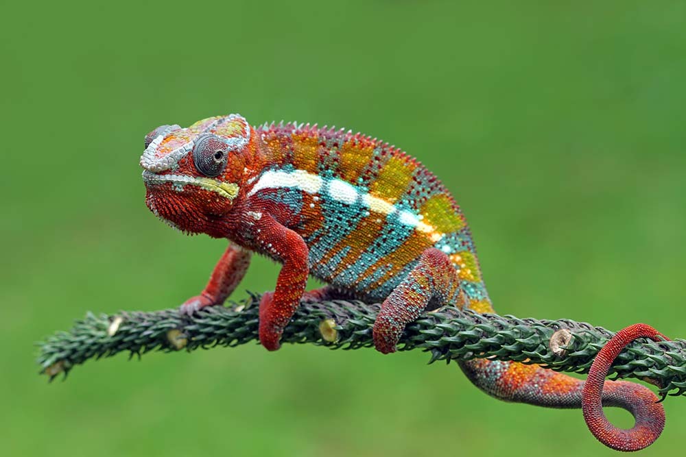 A red, green, and white chameleon climbs on a branch inside a vivarium