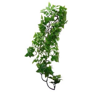 Komodo Split Philodendron Plant
