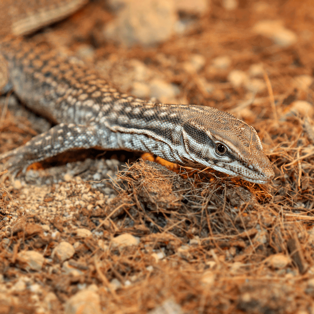 Ackie monitor, Varanus acanthurus