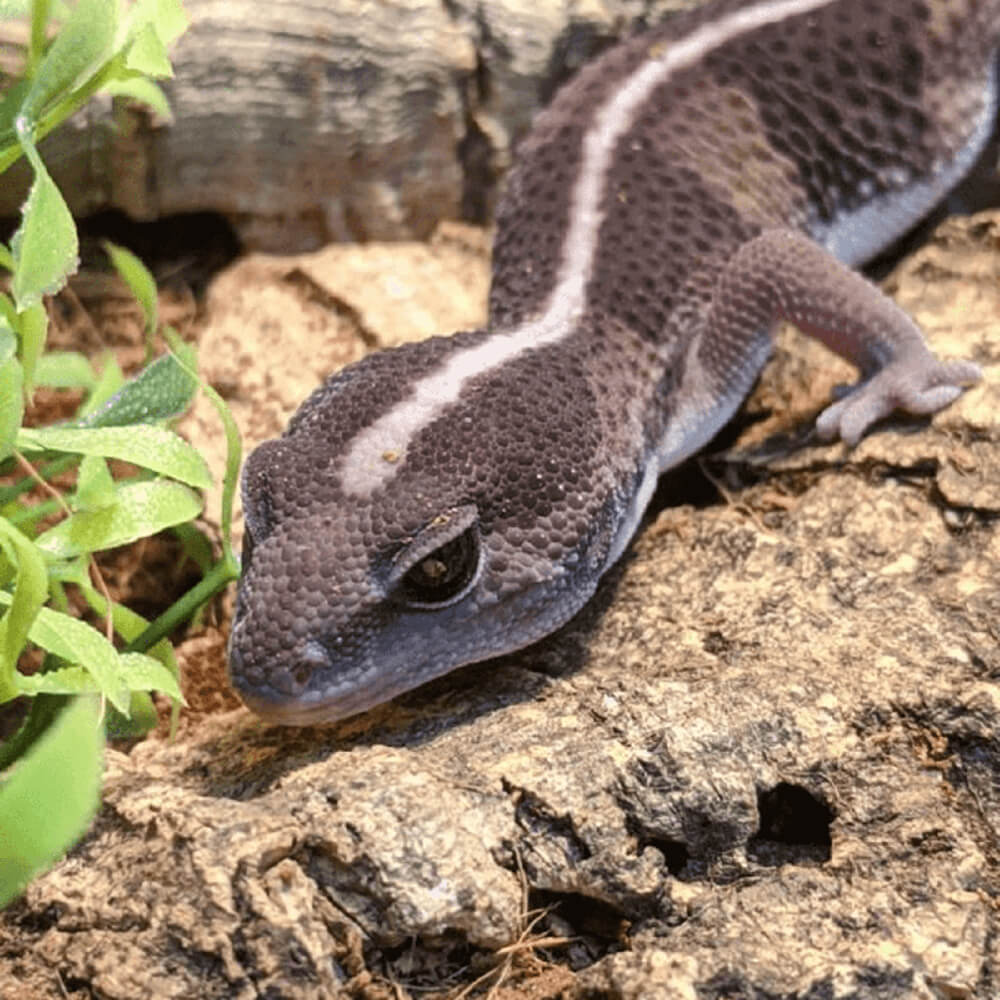 African fat tail gecko, Hemitheconyx caudicinctus