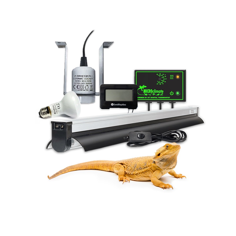Swell Bearded & Rankin's Dragon Essential Kit