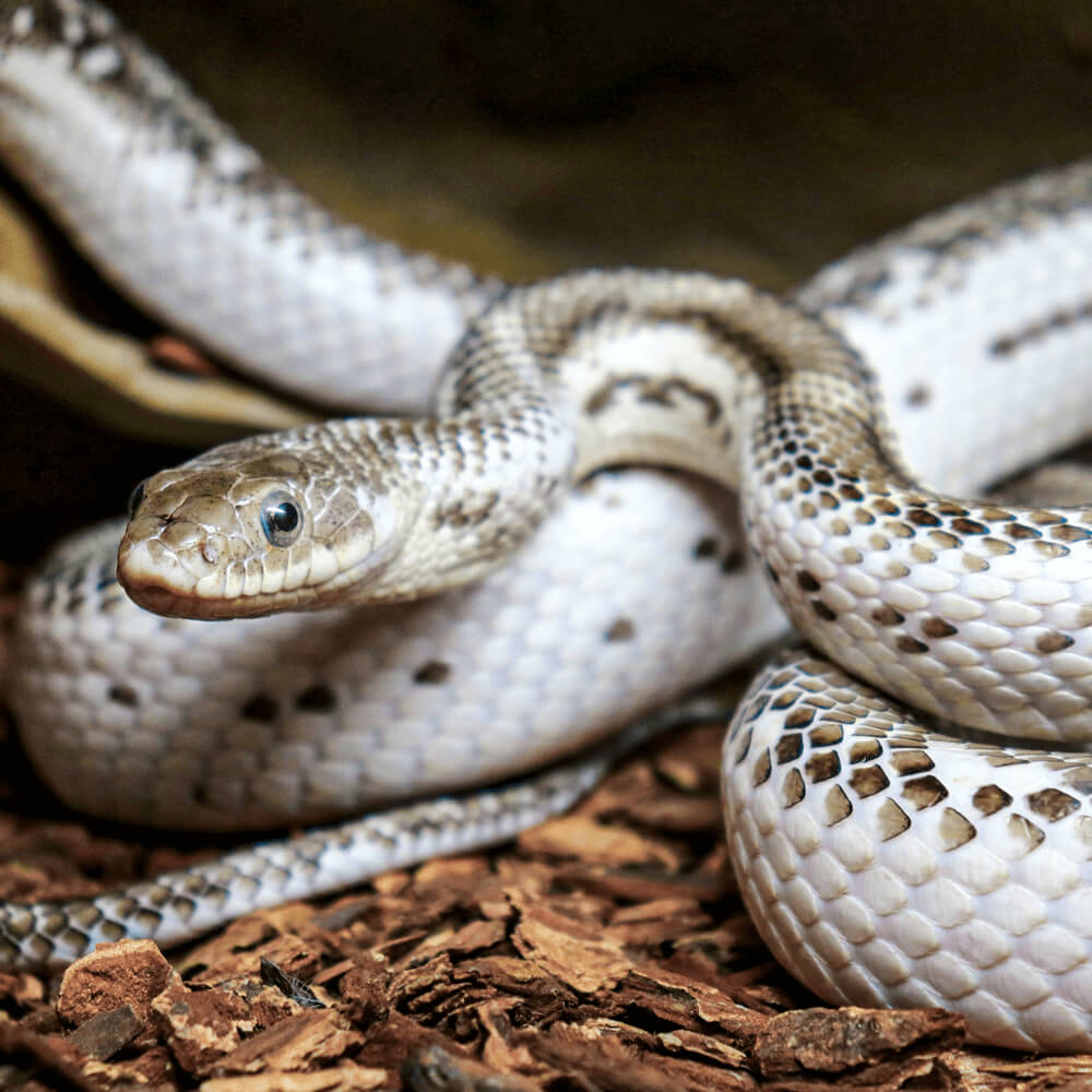 Black rat snake, Pantherophis obsoletus