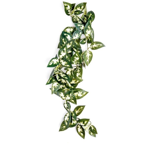 Komodo Borneo Hanging Vine
