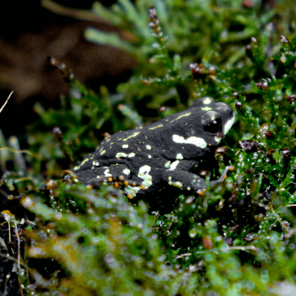 Bumblebee toad, Melanophryniscus stelzneri