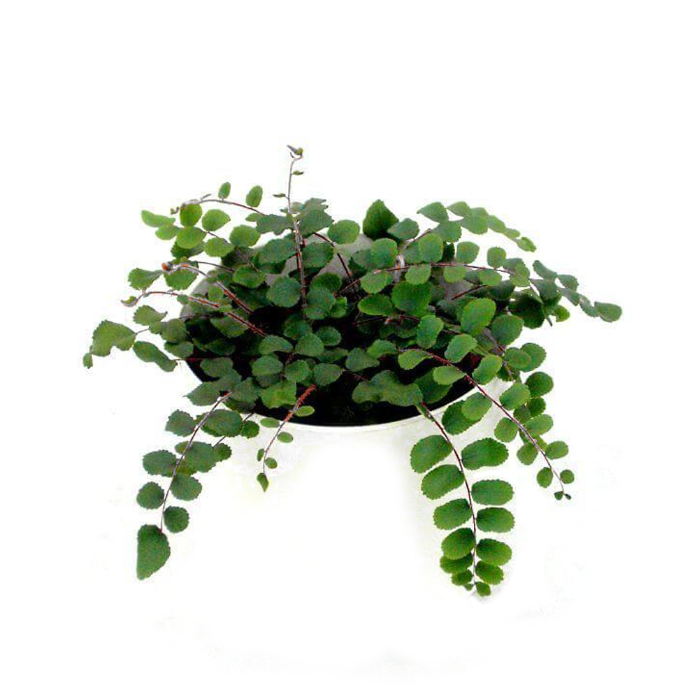 Button fern, Pellaea rotundifolia