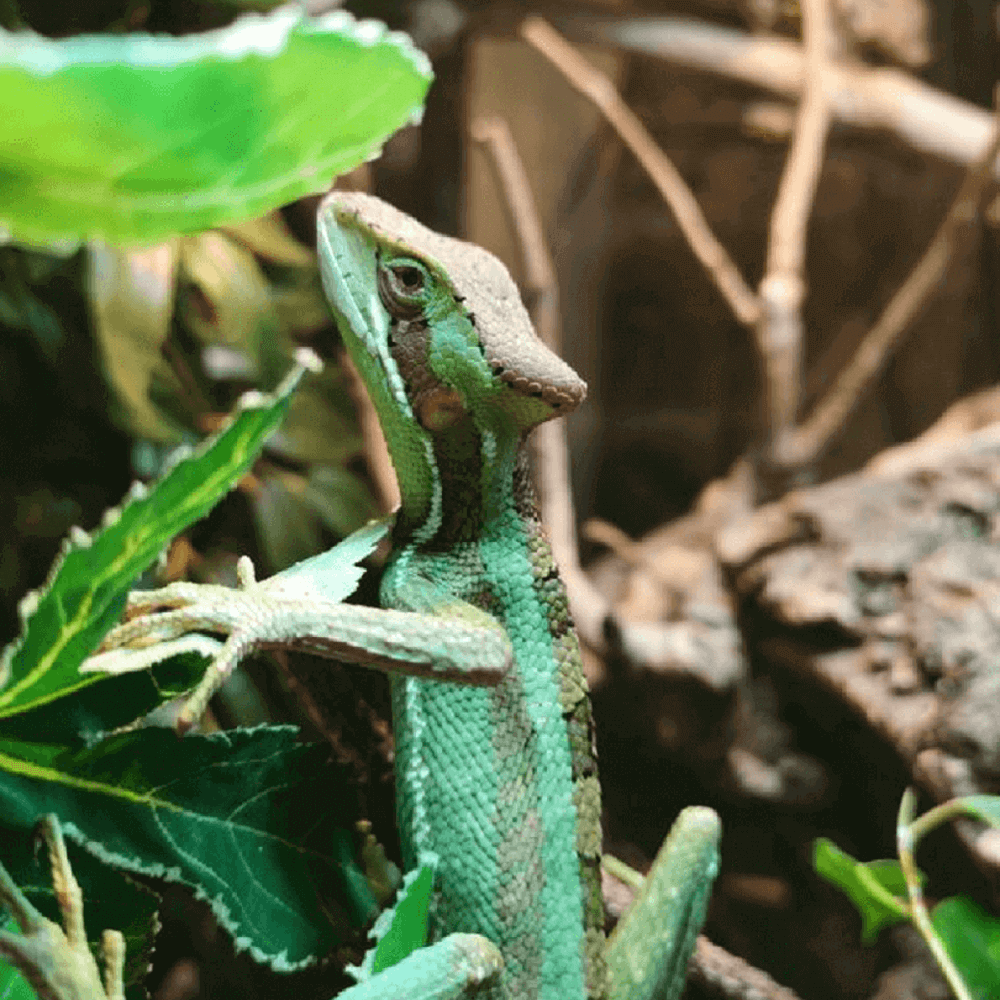Casque head iguana, Laemanctus serratus