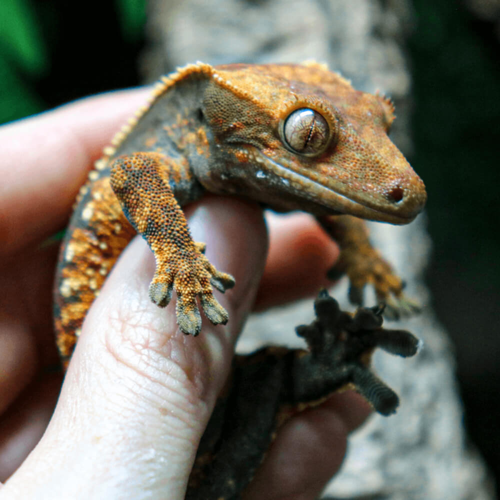 Crested gecko, Correlophus ciliatus