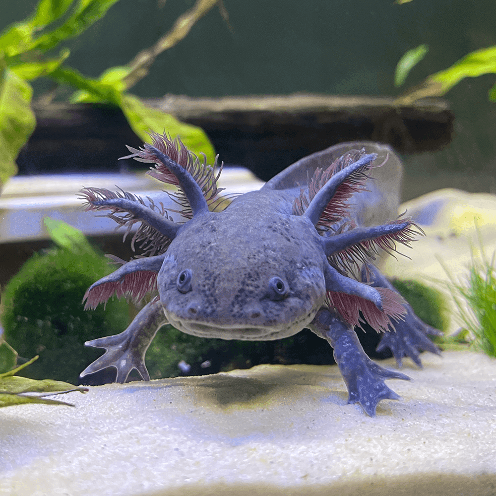 Brown Wild Coloured Black Eye Axolotl Ambystoma Mexicanum