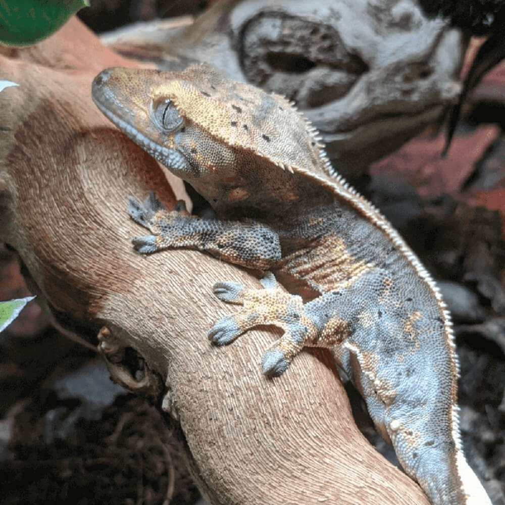 Dalmatian crested gecko, Correlophus ciliatus 