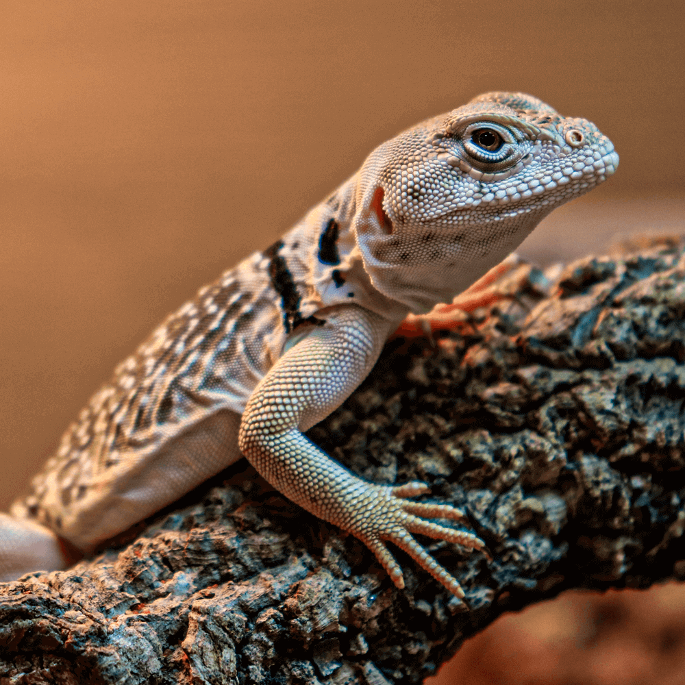 Desert collared lizard, Crotaphytus collaris