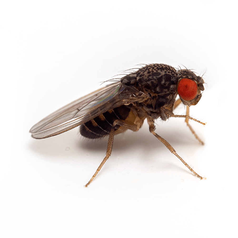 Swell Live Flightless Fruit Flies Pre-Pack
