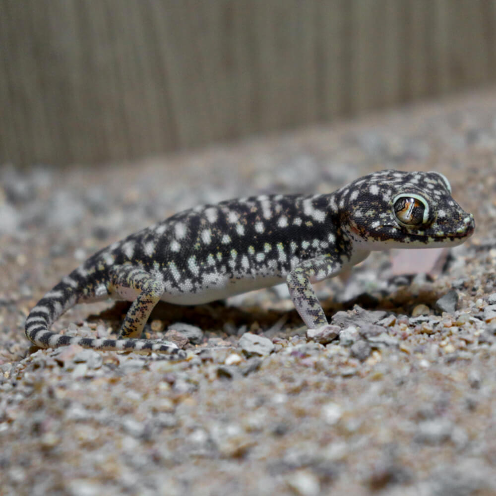 Dune gecko, Stenodactylus sthenodactylus