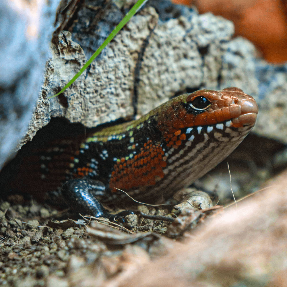 Fire skink, Lepidothyris fernandi