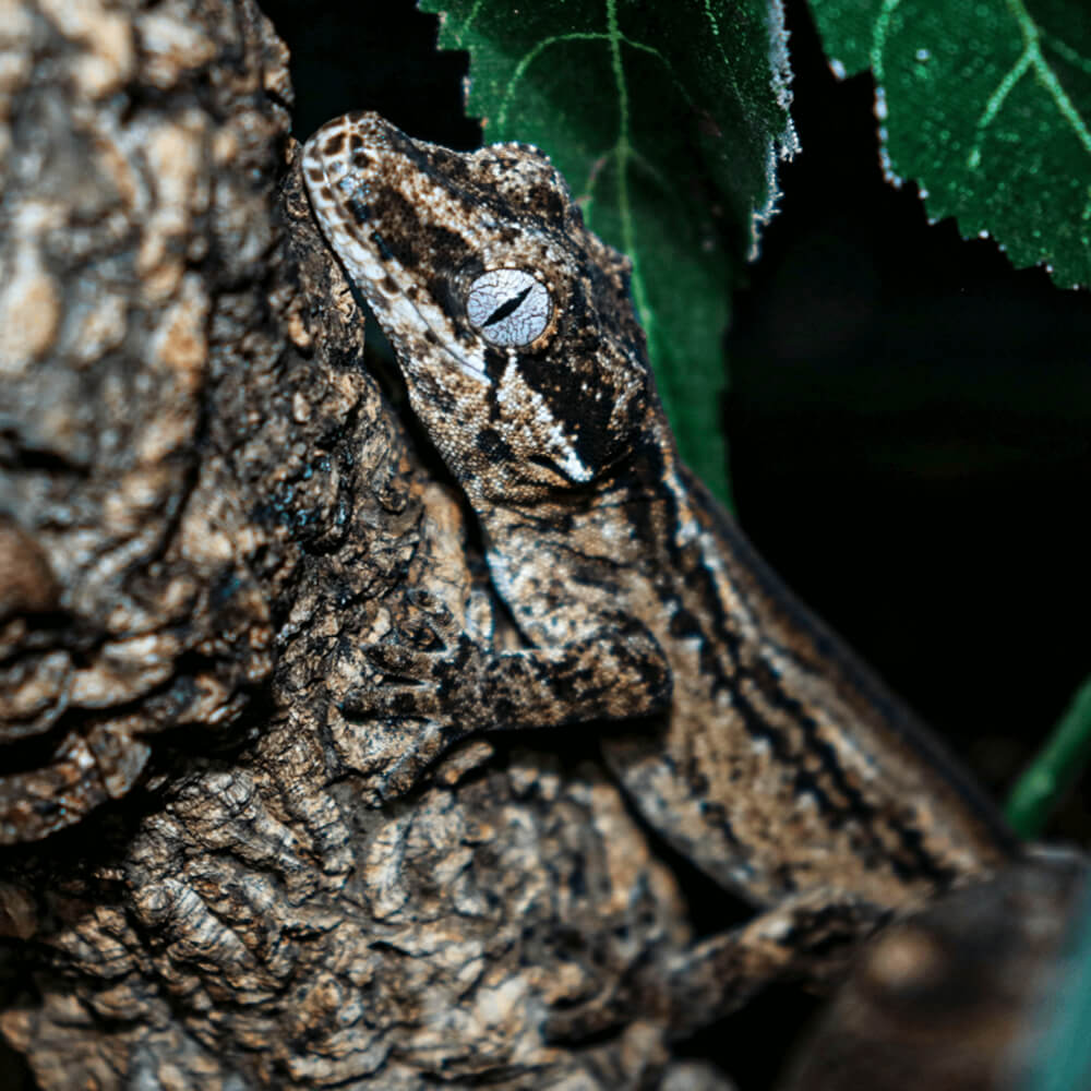Gargoyle gecko, Rhacodactylus auriculatus