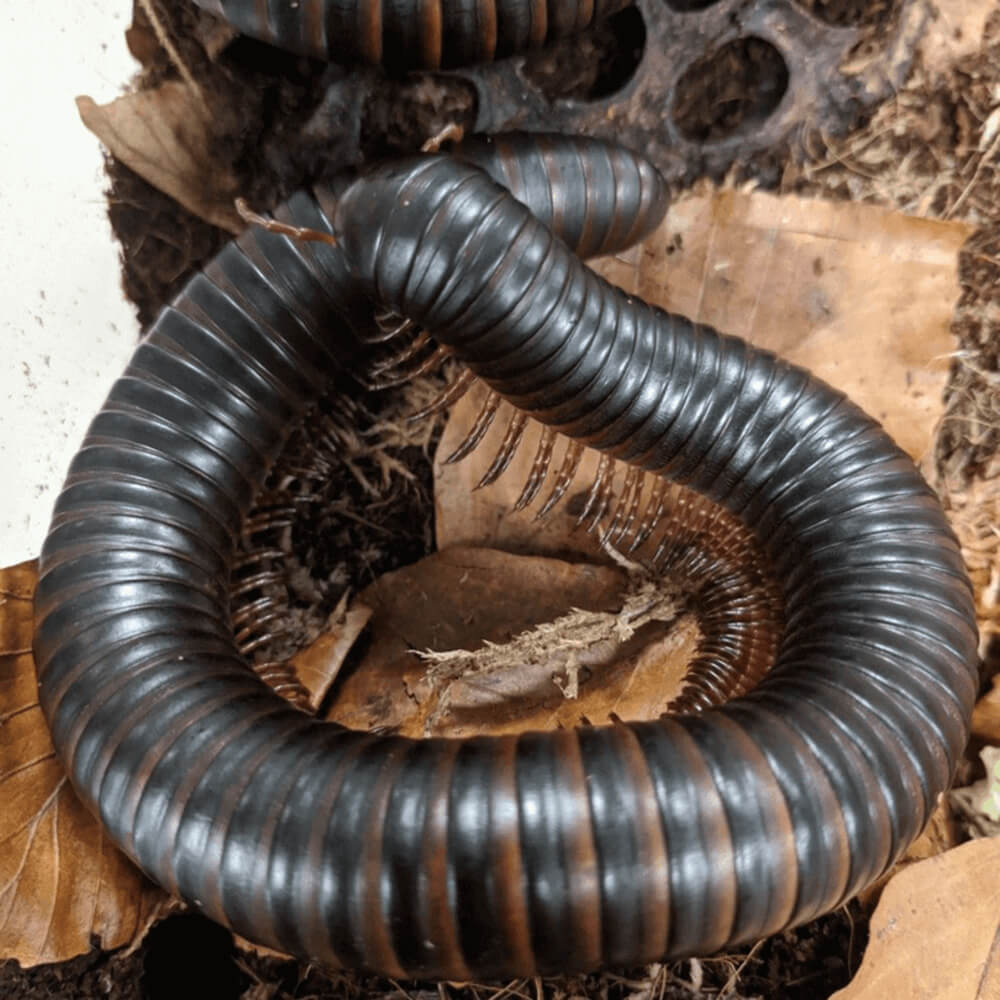 Giant african millipede, Archispirostreptus gigas