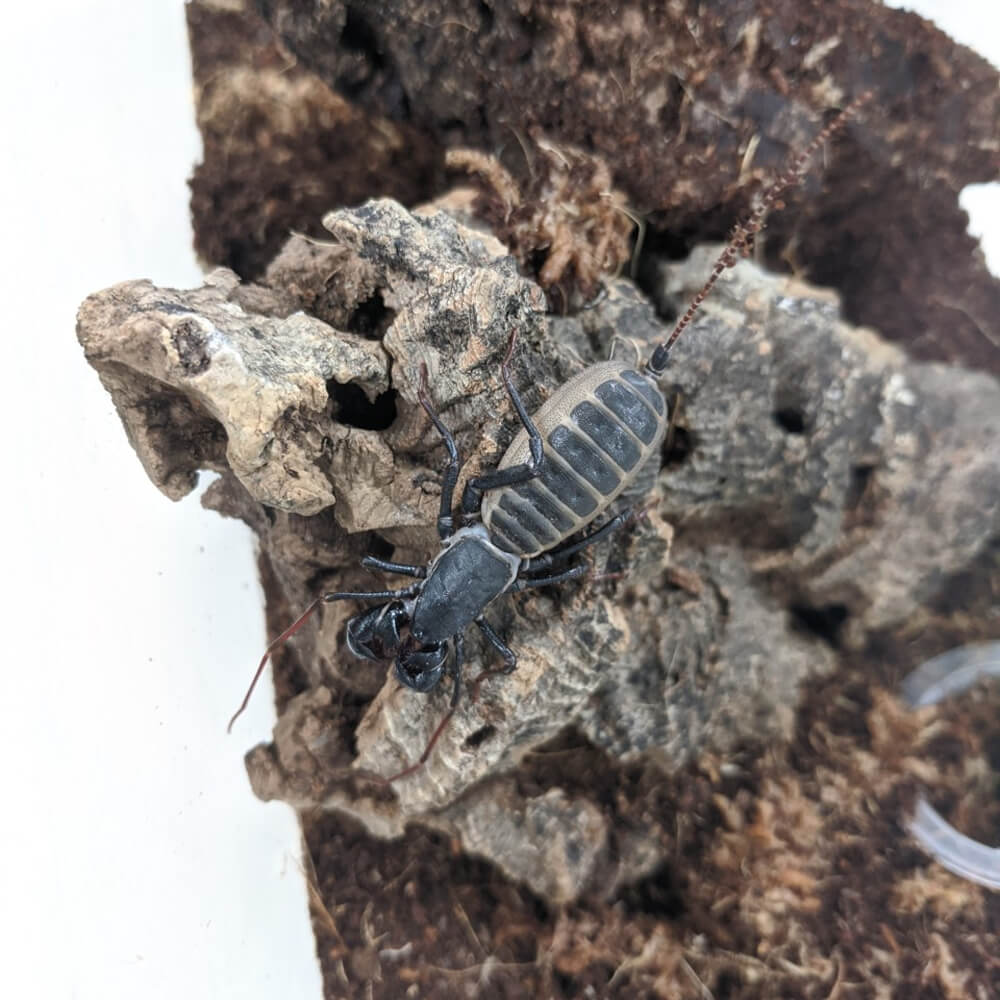 Giant vinegaroon whiptail scorpion, Mastigoproctus giganteus