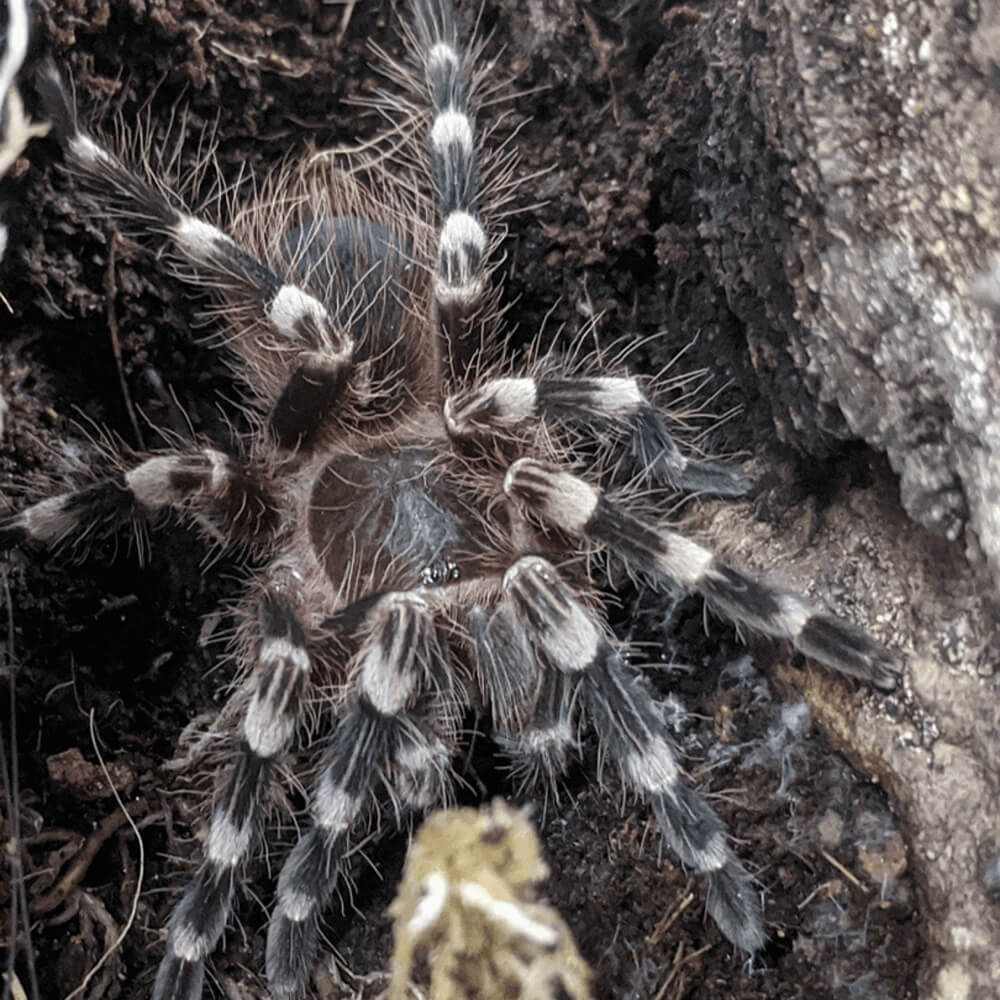 Giant white knee tarantula, Acanthoscurria geniculata