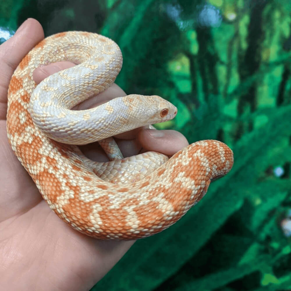 Gopher snake, Pituophis catenifer