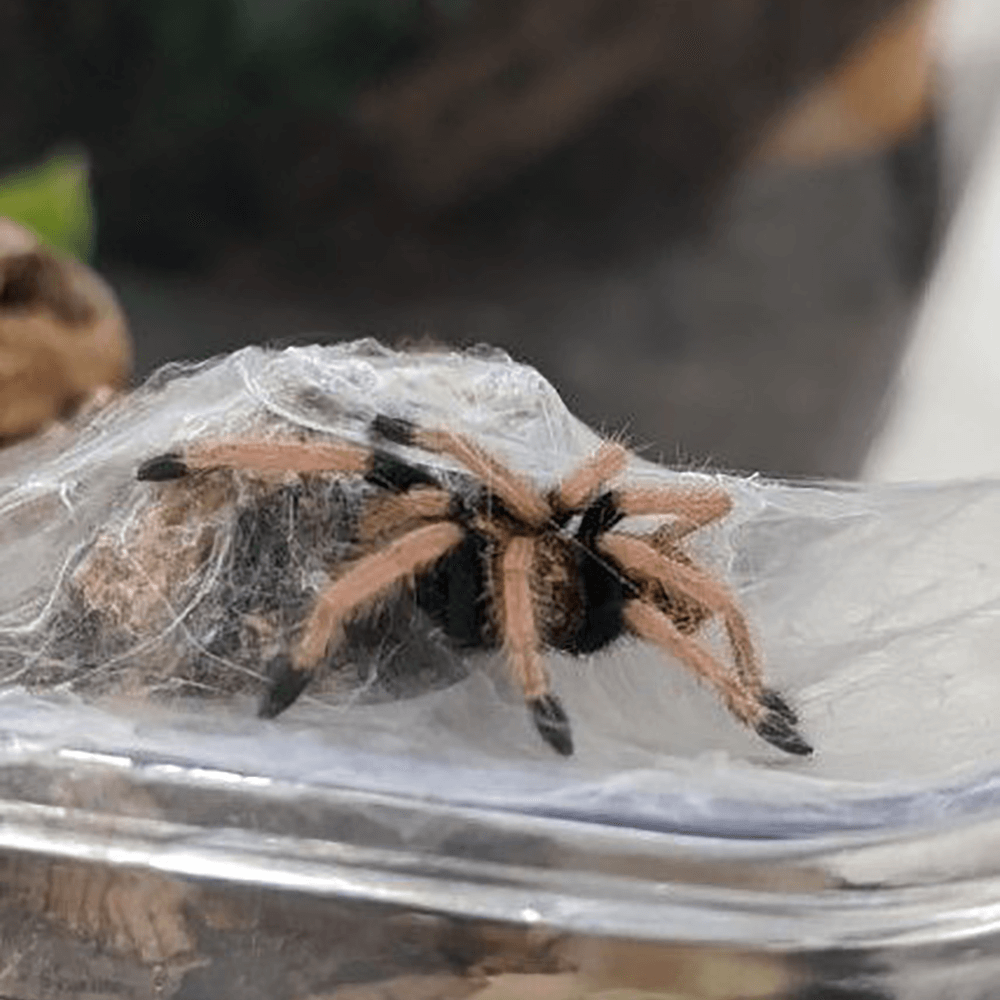 Greenbottle blue tarantula, Chromatopelma cyaneopubescens