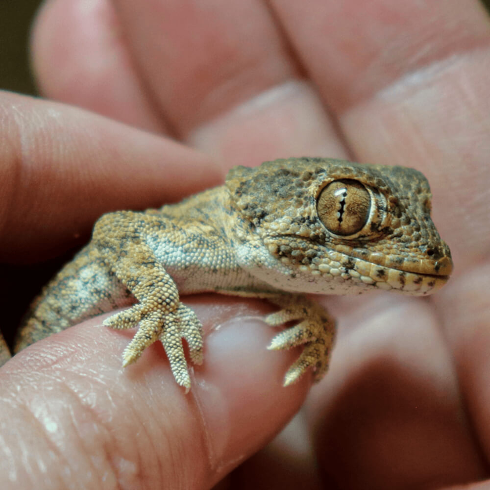 Helmethead gecko, Tarentola chazaliae