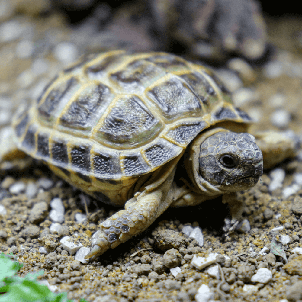 Horsfield tortoise, Agrionemys horsfieldii