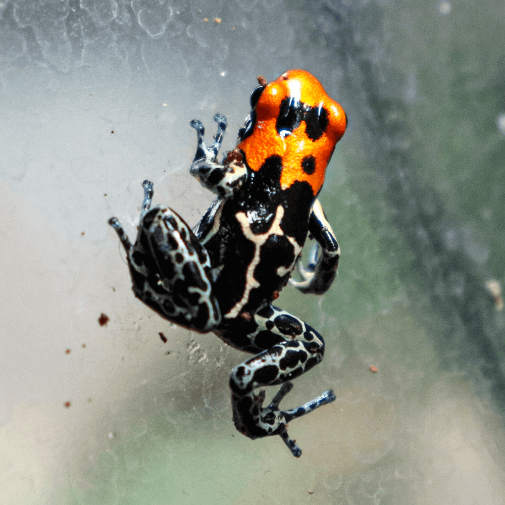 Imitator varadero dart frogs, Ranitomeya imitator 'Varadero'