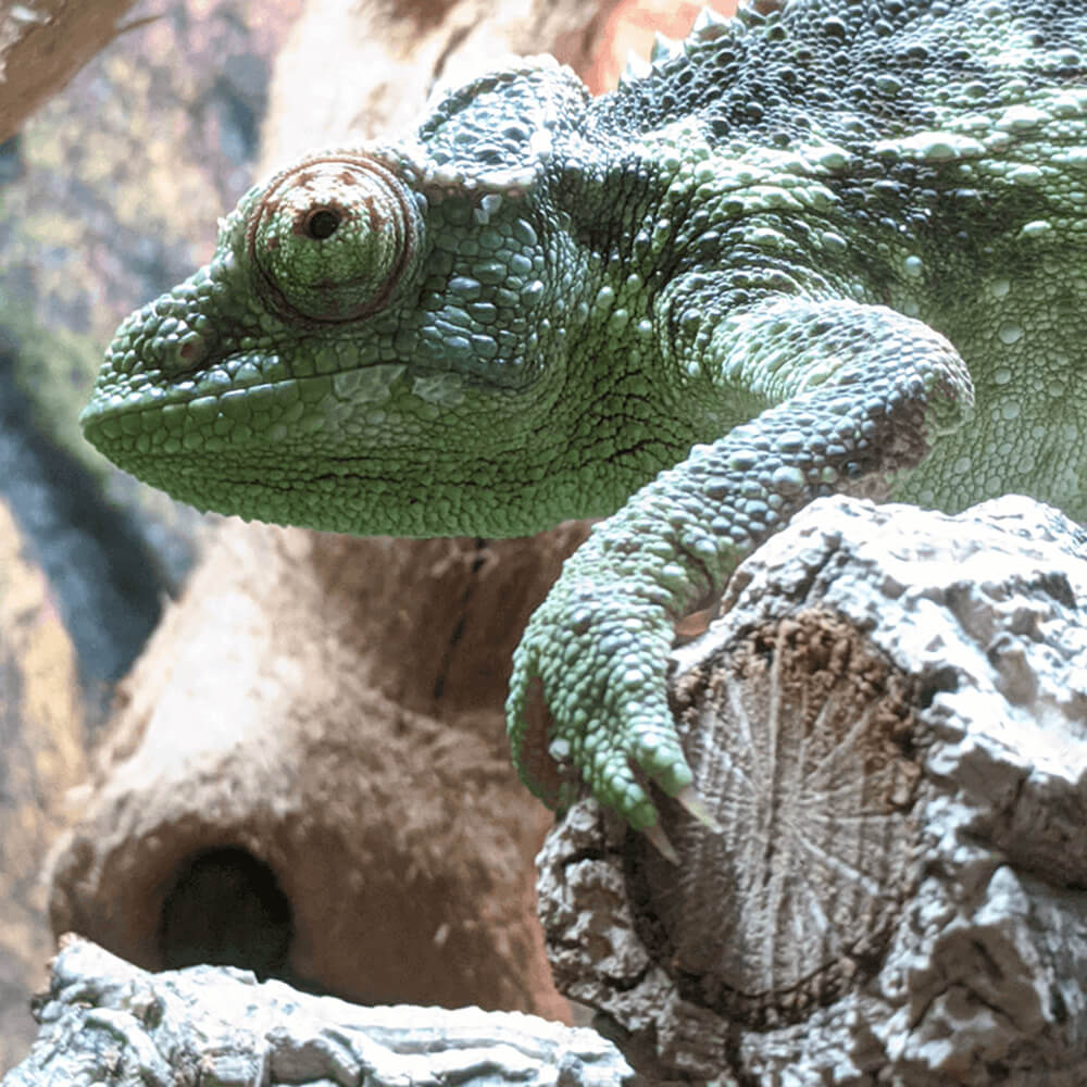 Jackson's chameleon, Trioceros jacksonii