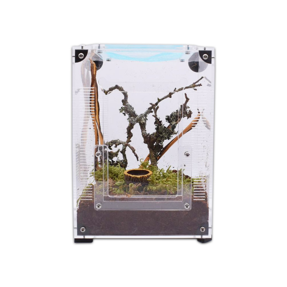 The Spider Shop Jumping Spider Starter Kit