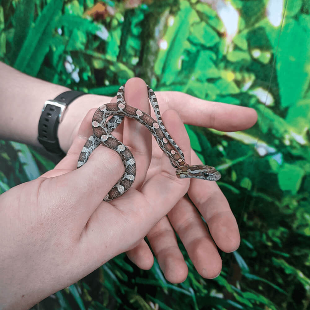 Kastanie corn snake, Pantherophis guttatus