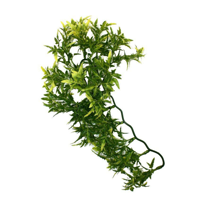 Komodo Croton Plant