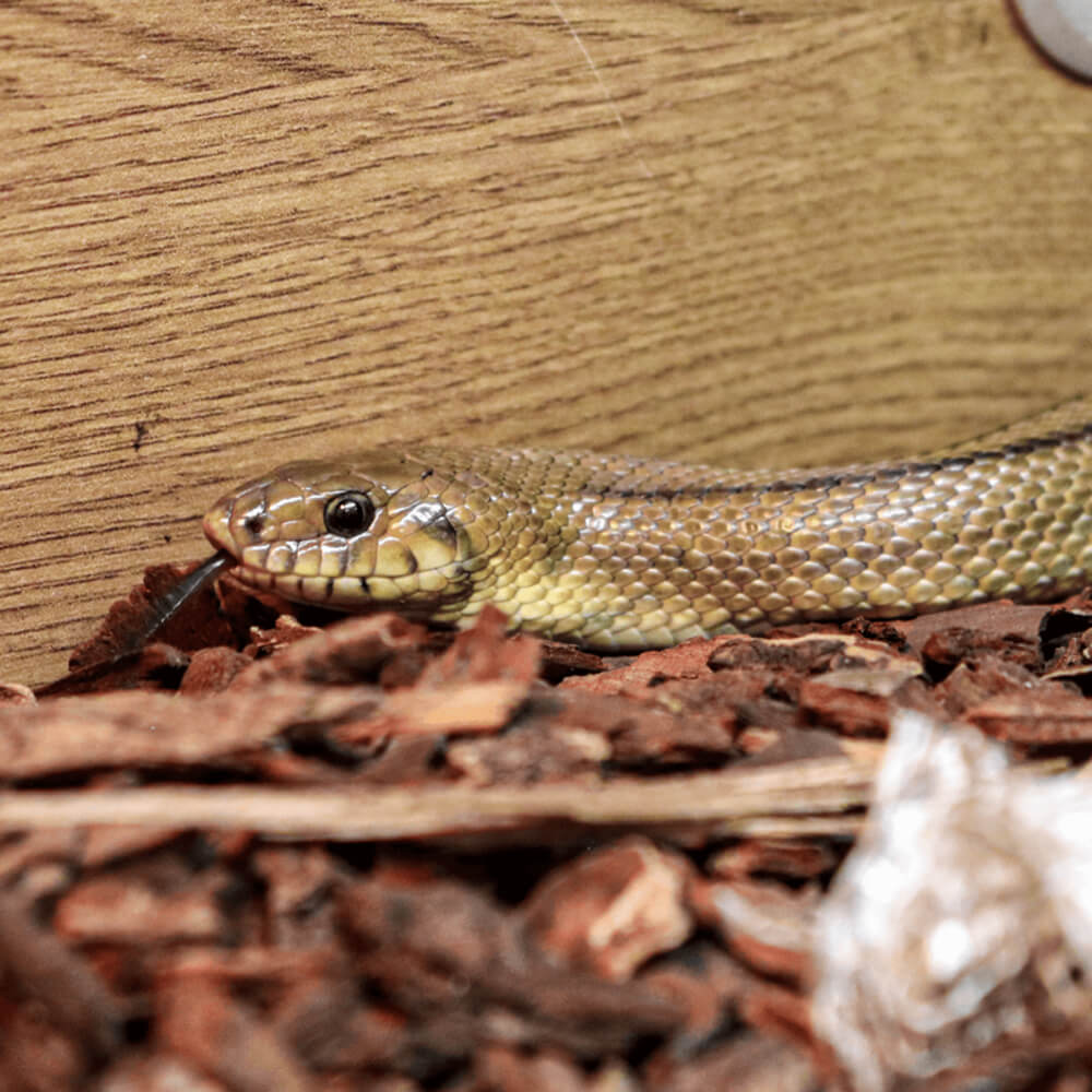 Ladder snake, Rhinechis scalaris