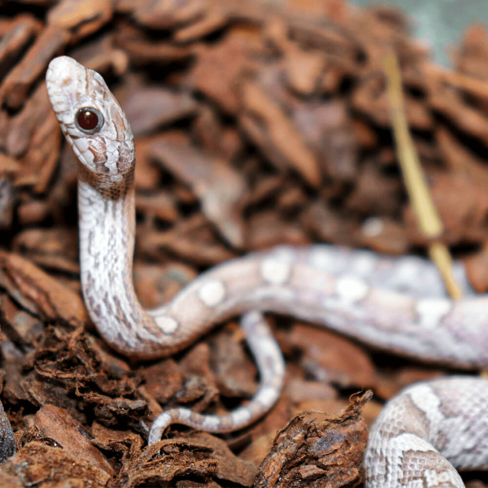 Lavender corn snake, Pantherophis guttatus