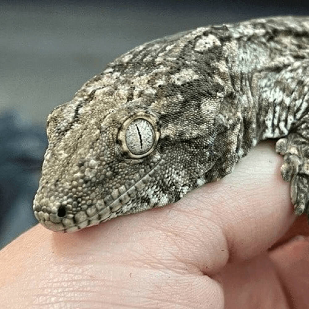 Leachianus gecko, Rhacodactylus leachianus
